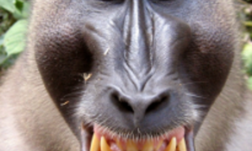 Intro to Easel Inventables